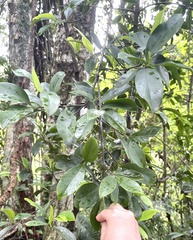 Garcinia oblongifolia