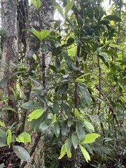 Garcinia oblongifolia