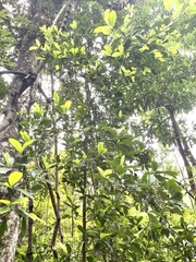 Garcinia oblongifolia