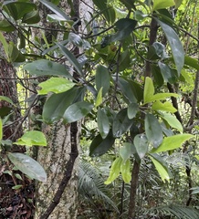 Garcinia oblongifolia