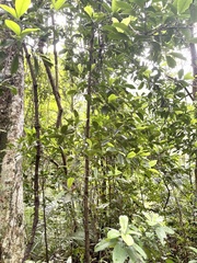 Garcinia oblongifolia