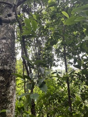 Garcinia oblongifolia
