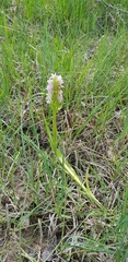 Dactylorhiza incarnata