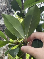 Garcinia oblongifolia