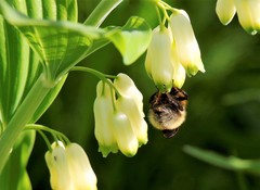Bombus consobrinus