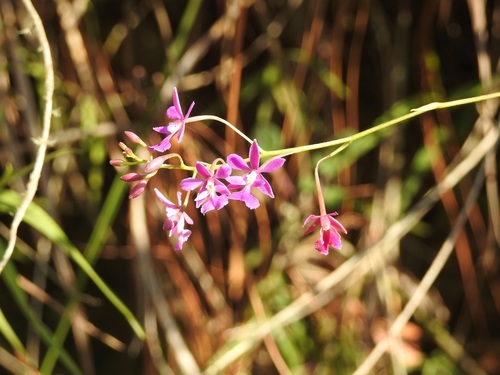 Epidendrum macdougallii, photograph 2