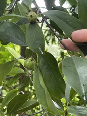 Garcinia oblongifolia