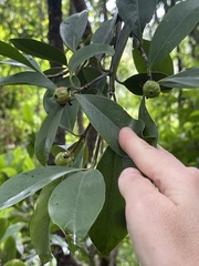 Garcinia oblongifolia