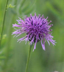 Centaurea scabiosa