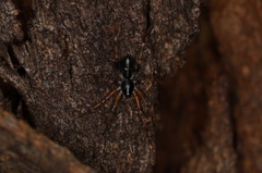 Battalus byrneae