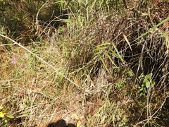 Epidendrum macdougallii