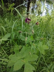 Geranium phaeum phaeum