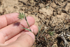 Eremopyrum orientale