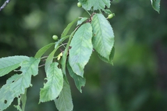 Prunus avium