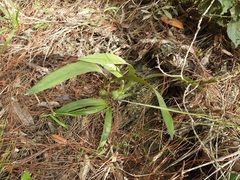 Prosthechea michuacana