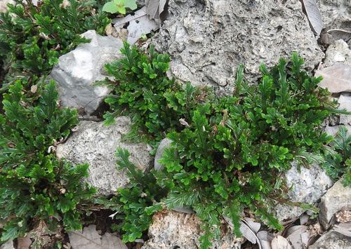 Selaginella convoluta