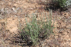 Artemisia pauciflora
