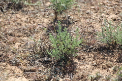 Artemisia pauciflora