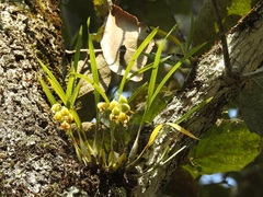 Prosthechea ochracea