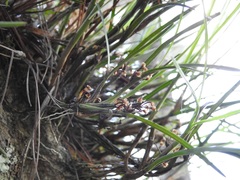 Scaphyglottis fasciculata