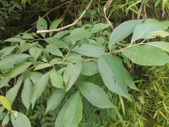 Alniphyllum fortunei