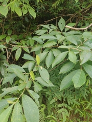 Alniphyllum fortunei