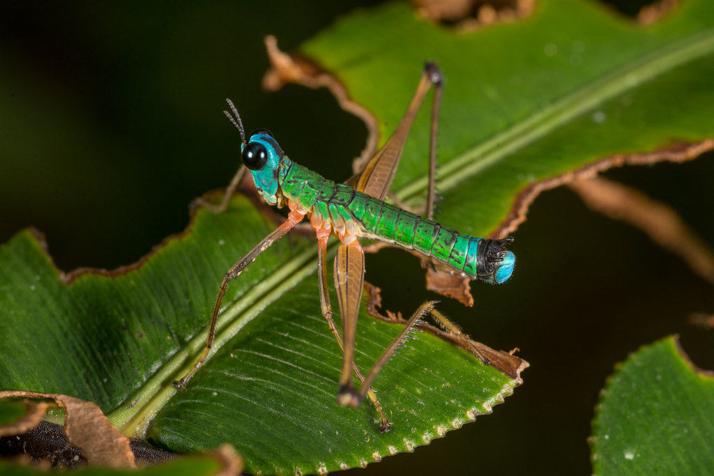 Erythromastax