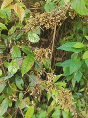 Maesa japonica