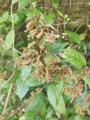 Maesa japonica
