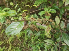 Maesa japonica