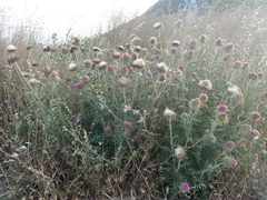 Carduus nutans micropterus