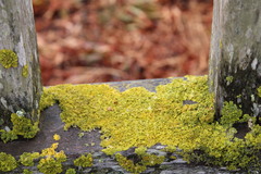 Xanthoria parietina