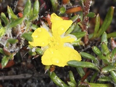 Hibbertia depressa