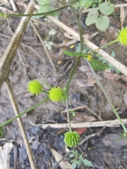 Ranunculus japonicus