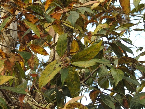Quercus acutifolia, photograph 3