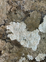 Pertusaria aspergilla