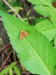 Choreutis amethystodes