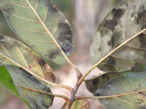 Quercus acutifolia, photograph 4