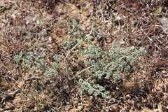 Prangos odontalgica