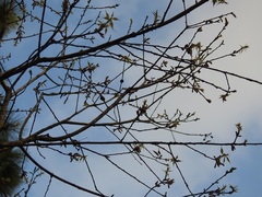 Quercus acutifolia