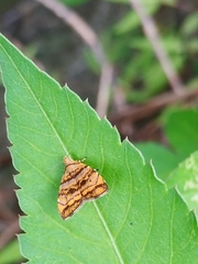 Choreutis amethystodes