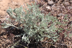 Artemisia fragrans