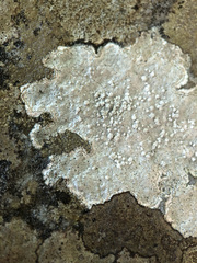 Pertusaria aspergilla