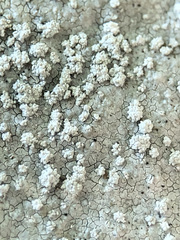 Pertusaria aspergilla