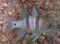 Apogonichthyoides pseudotaeniatus