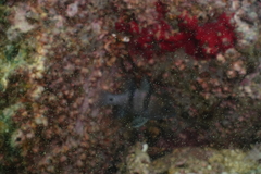 Apogonichthyoides pseudotaeniatus