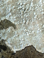 Pertusaria aspergilla