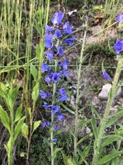 Echium vulgare