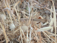 Platycleis intermedia