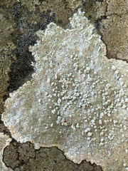 Pertusaria aspergilla